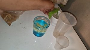 Посадка клона Алоказии  14.08.25