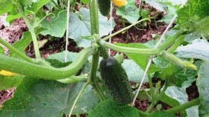 Чем подкормить огурцы на грядке в июле и начале августа для хорошего урожая