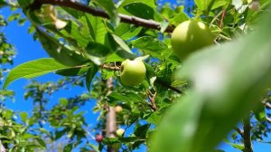 Краснощекий абрикос.