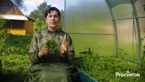 ВЫПАЛЫВАЮ ВСЕ СОРНЯКИ, КРОМЕ ЭТОГО! Волшебная трава при гипертонии, варикозе и боли в суставах