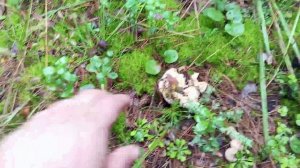 Поход в сосновый бор за грибами.