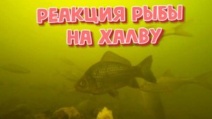 Реакция рыбы на ХАЛВУ (Подводная съёмка.)