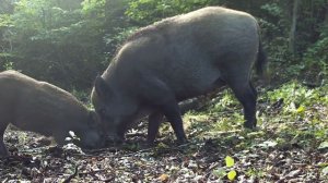 Фото ловушка