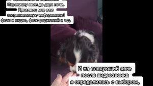 Отзыв 5. кавалер кинг чарльз спаниель