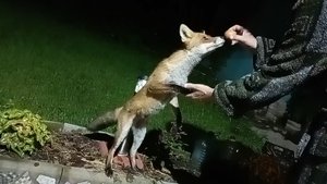 (1089) Лиса приходит в гости. Август 2025