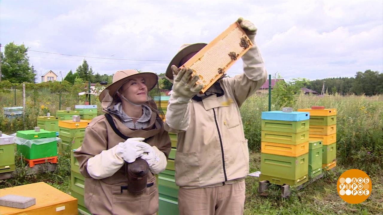 Правильный мед от правильных пчел. Доброе утро. Фрагмент выпуска от 14.08.2025
