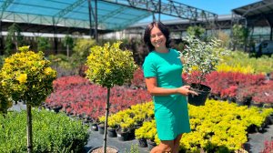 Зелёный шоппинг: поездка в питомник за новыми растениями! Гуляем, выбираем, покупаем.