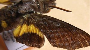 БРАЖНИКИ: 486. Macroglossum multifascia