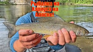 ЭПИЧЕСКАЯ рыбалка на Хариуса на Аляске! (КРОШЕЧНЫЙ КРИСТАЛЬНО ЧИСТЫЙ РУЧЕЙ)