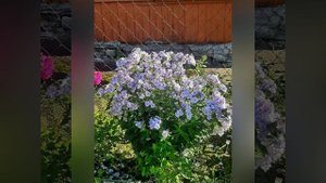 Середина августа, природа и цветы.mp4