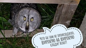 Нам привезли паззл для взрослых! Одуванчик - очень голодный сов. Сова Ёль снова готова смотреть небо