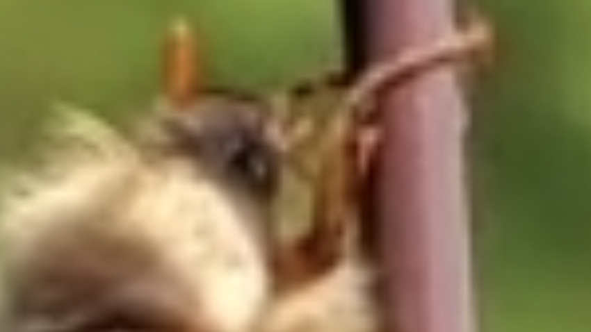 Оставь в живых... Прошуууу...