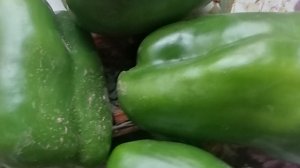 РЕЗКОЕ ПОХОЛОДАНИЕ, ПЕРЦУ И БАКЛОЖАНАМ БЛАГОПРИЯТНО.