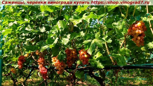 Виноград 3.08.2025- ДЫНЬКА, мускатная красавица летнего сезона, ультраранняя и с крупными гроздями! смотреть онлайн