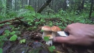 ЕСЛИ БЫ ЭТО НЕ СНЯЛ НА КАМЕРУ, НИКТО БЫ НЕ ПОВЕРИЛ. ГРИБЫ ПОШЛИ. АНОМАЛИЯ БЕЛЫХ ГРИБОВ.