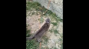 Храбрый кот и подлая змея)