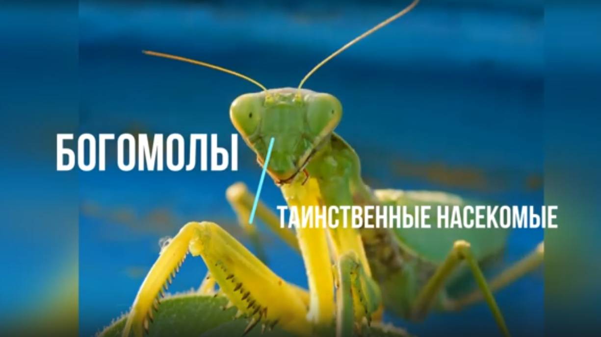 Богомолы - таинственные насекомые. смотреть онлайн