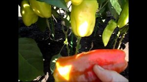 Перец ПРИЗМОВИДНЫЙ