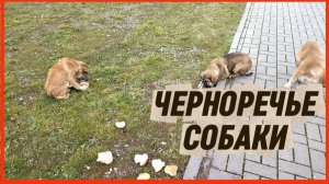 ЧЕРНОРЕЧЬЕ СОБАКА