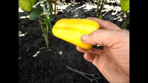 Перец ГЛАДИАТОР