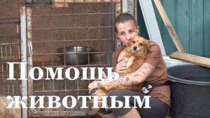 Луганскому приюту для животных необходимо выплатить долг за лечение