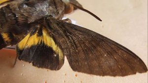 БРАЖНИКИ: 482. Macroglossum haxairei