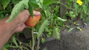 Плоды помидоров на семена