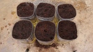 Выращивание зелёного лука круглый год в домашних условиях