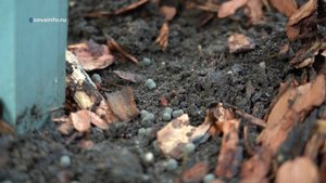 Осенняя подкормка. Дачные сезоны