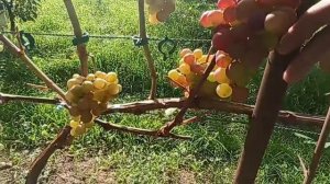ОКРАШИВАНИЕ ВИНОГРАДА СПУСТЯ НЕДЕЛЮ.