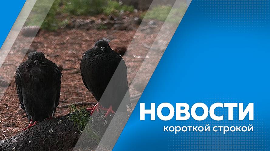 Новости короткой строкой 14.08.2025г.