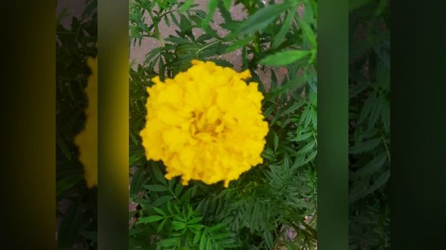 Прекрасная песня цветы и природа.mp4 смотреть онлайн