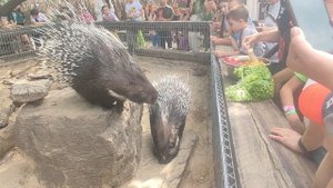 Дикообразы едят с рук в зоопарке Малинки
