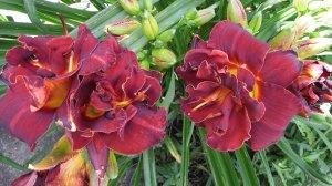 Красавец лилейник продолжает цвести у нас в саду