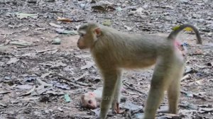 Маленькая обезьянка Люция безропотно ... 1000028855.mp4