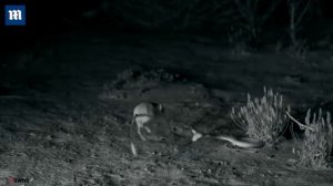 Молниеносная реакция пустынных кенгуровых прыгунов.