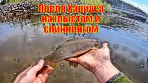 Ловля Хариуса нахлыстом и спиннингом