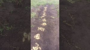 Сорт Нальчикский. Отличная урожайность в 2025 году! .mp4