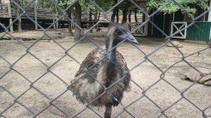 Кормим ЭМУ с рук,совсем не боимся эту птичку