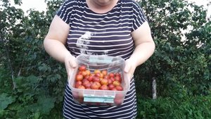 ПРОСТАЯ ЖИЗНЬ 45 //СОБРАЛА СЛИВУ//  СХОДИЛА В ЖД БОЛЬНИЦУ ВСЕ ПОЛУЧИЛОСЬ