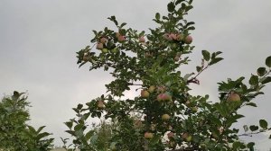 Яблок много не бывает (обзор яблонь в саду)