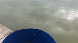 привоз карпа на малый водоём