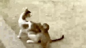 Ох уж эти обезьяны