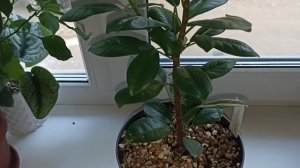 Фикус " Макламе " ("Маклейм ").