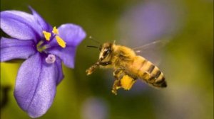 Медовый_Спас