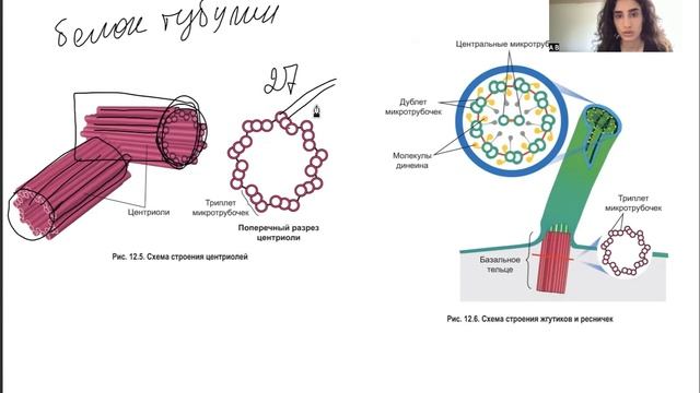 ЦЕНТРИОЛИ. ЖГУТИКИ РЕСНИЧКИ. ПОДГОТОВКА К ЕГЭ ПО БИОЛОГИИ смотреть онлайн