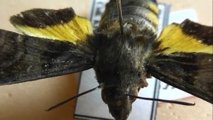 БРАЖНИКИ: 485. Macroglossum limata