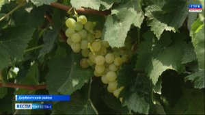В Дагестане в самом разгаре сбор винограда