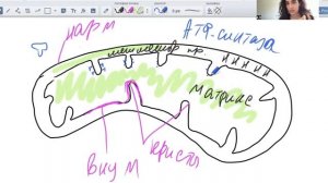 СТРОЕНИЕ МИТОХОНДРИИ. ПОДГОТОВКА К ЕГЭ ПО БИОЛОГИИ