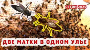 ДВЕ МАТКИ В ОДНОМ УЛЬЕ
